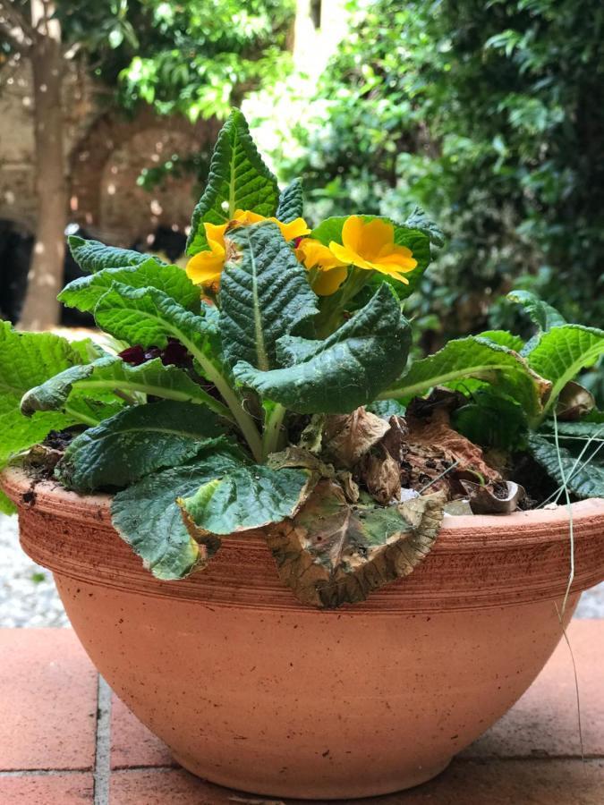 Ferienwohnung Hostly - Garden House Near The Tower - Historical House With Private Garden Pisa Exterior foto